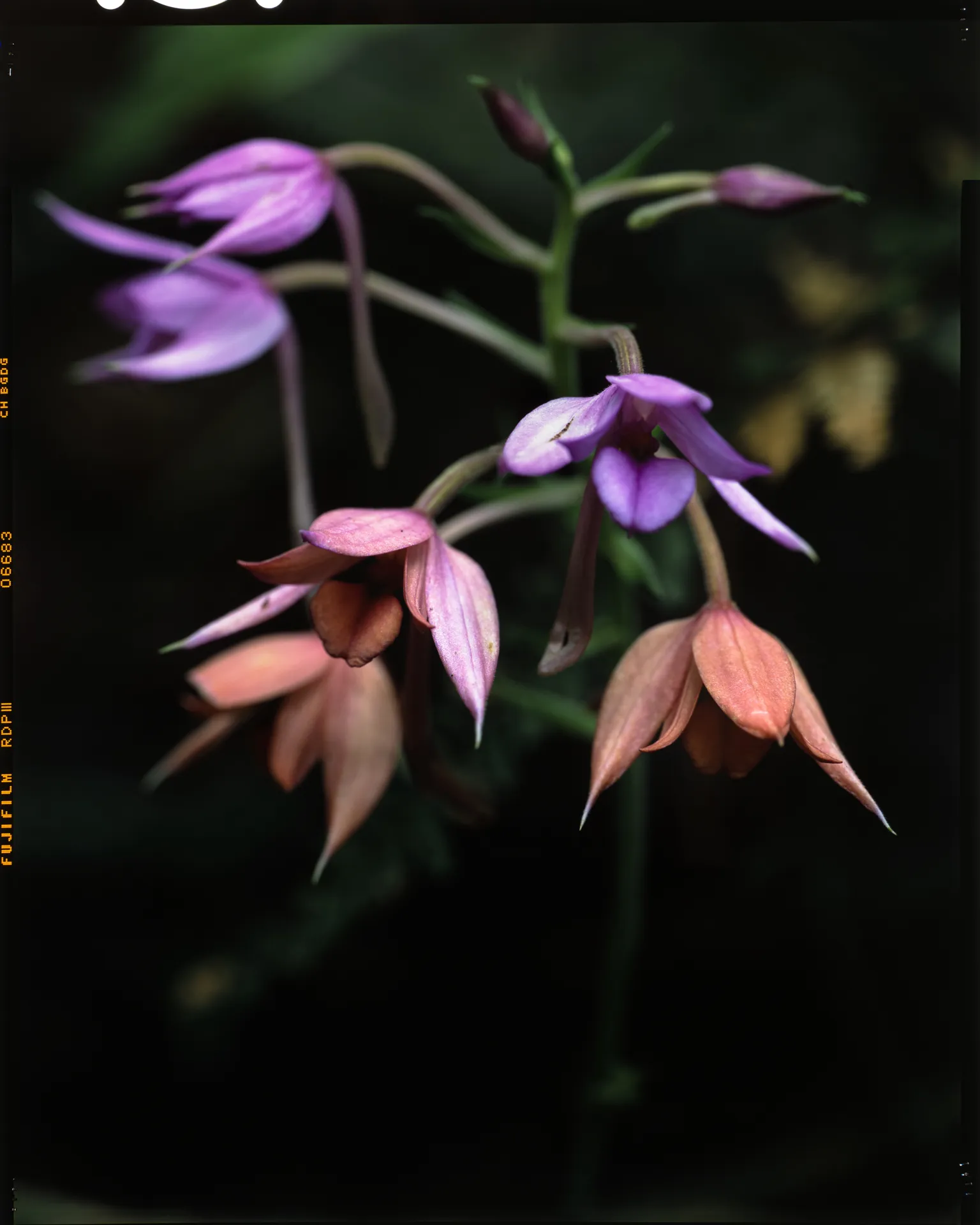 Calanthe sylvatica